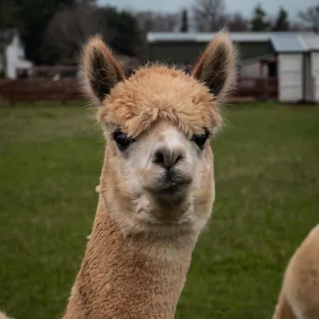 Hidden Acres- With Double & Single Bed, 게스트하우스 말라하이드