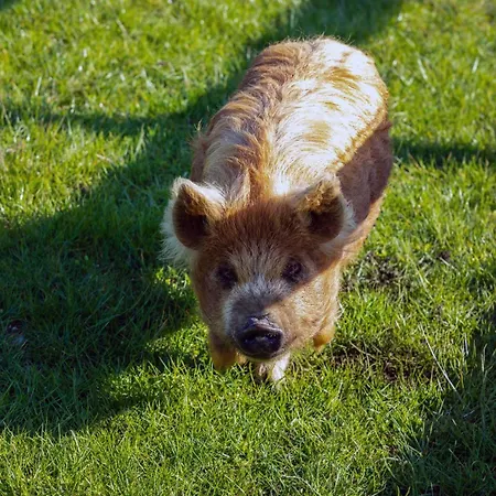 Hidden Acres- With Double & Single Bed, 말라하이드