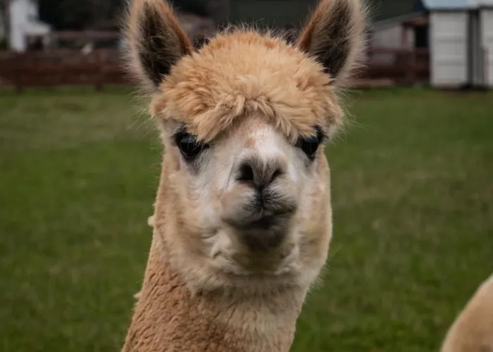 Hidden Acres- With Double & Single Bed, Гостевой дом Малахайд