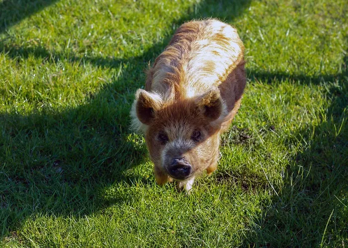 Hidden Acres- With Double & Single Bed, Малахайд